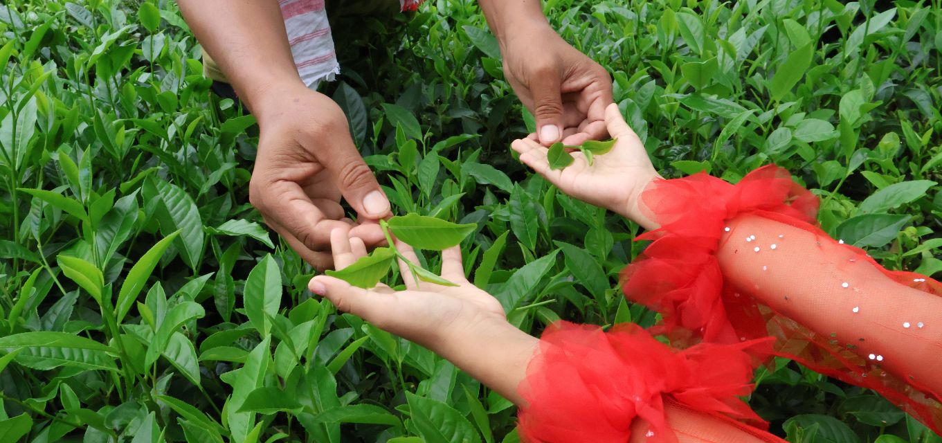 Family Farmers