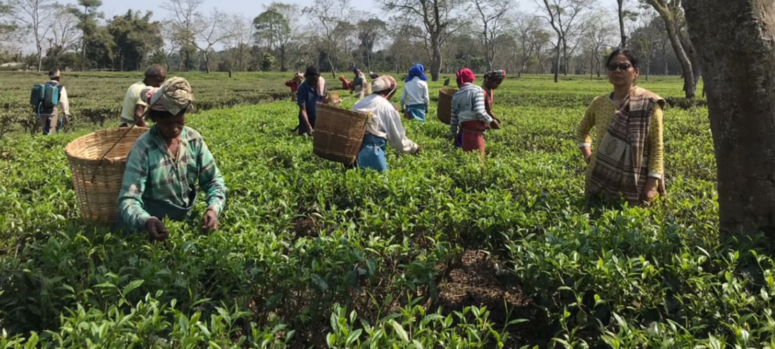 Family Farmers